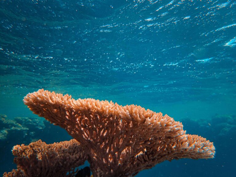 Resif Nedir, Mercan Resifleri Hakkında